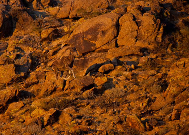 Argali At Sunset